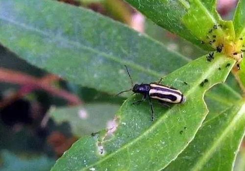 怎样消灭吃瓜叶的守瓜虫,根除瓜叶守瓜虫的困扰