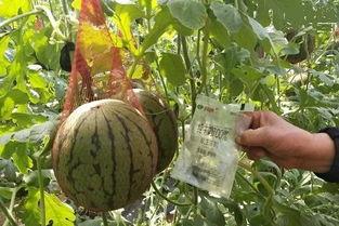 潍坊销售吃瓜事件,一场意外引发的舆论风波