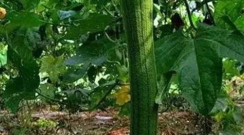 河北高阳吃瓜,探寻河北高阳特色美食之旅