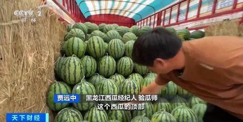 河北高阳吃瓜,探寻河北高阳特色美食之旅