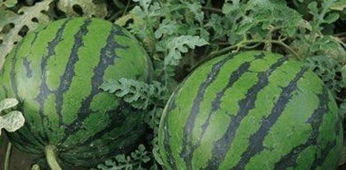 摔西瓜吃瓜,共享夏日清凉时光  第2张