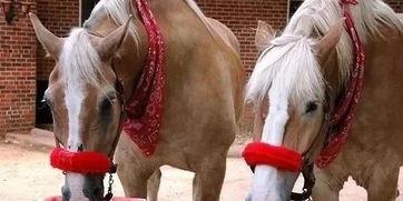 马吃瓜的图片,夏日田园风光尽收眼底  第2张