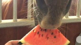 马吃瓜的图片,夏日田园风光尽收眼底  第3张